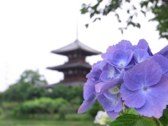 紫陽花と三重塔。