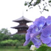 紫陽花と三重塔。