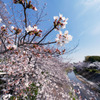山崎川の桜並木