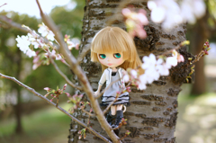 咲き始めたね
