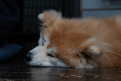 ご主人様のとなり