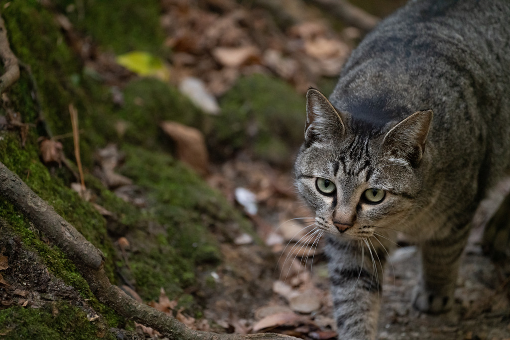 ねこ歩き