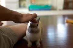 うさぎをなでなで