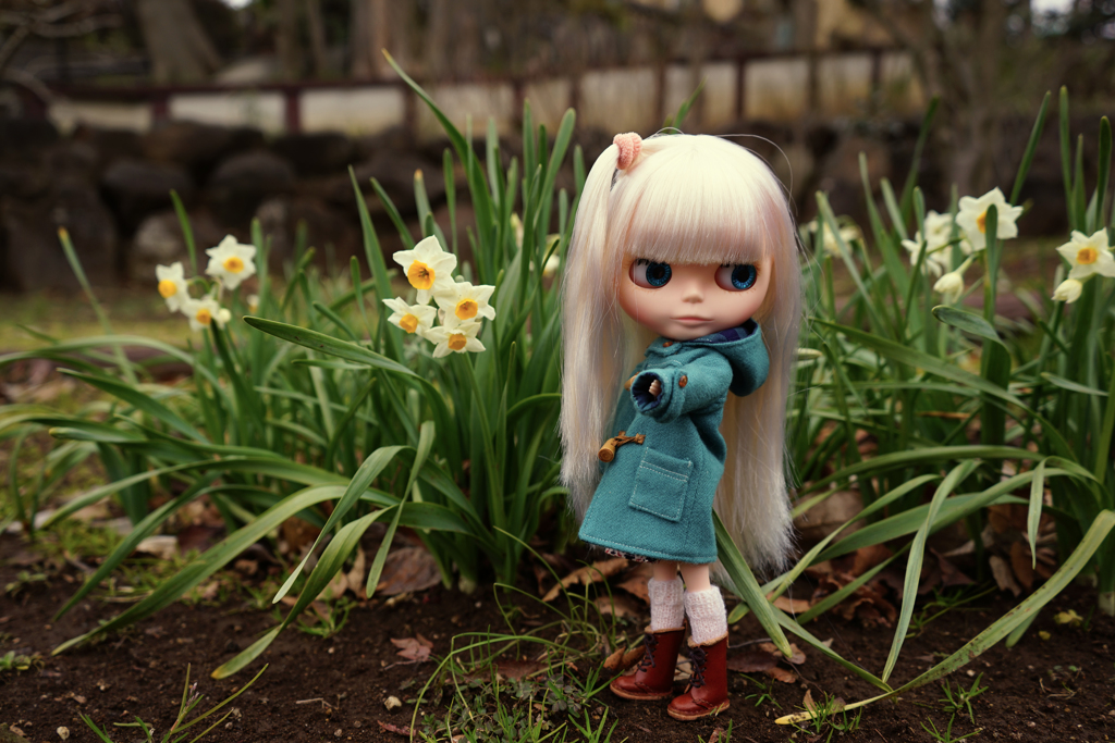 Narcissus