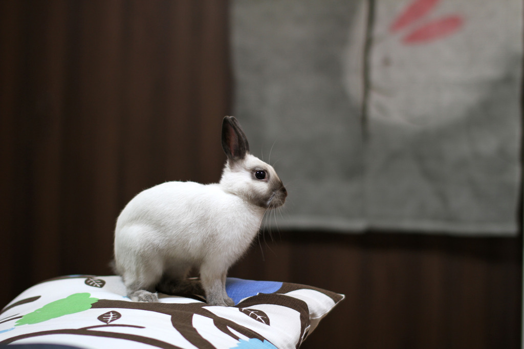 うさぎ 