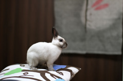 うさぎ 