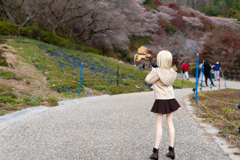 四季桜を撮ってきたよ