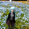 Nemophila Blue