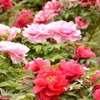 花言葉は「王者の風格」