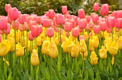 ピンクのチューリップの花言葉は「真実の愛」ですって♪