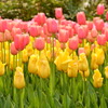 ピンクのチューリップの花言葉は「真実の愛」ですって♪