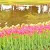 水辺色とりどり