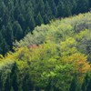 新緑の森Ⅵ