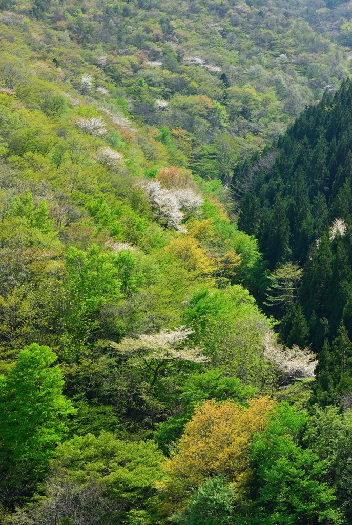 新緑の森Ⅴ