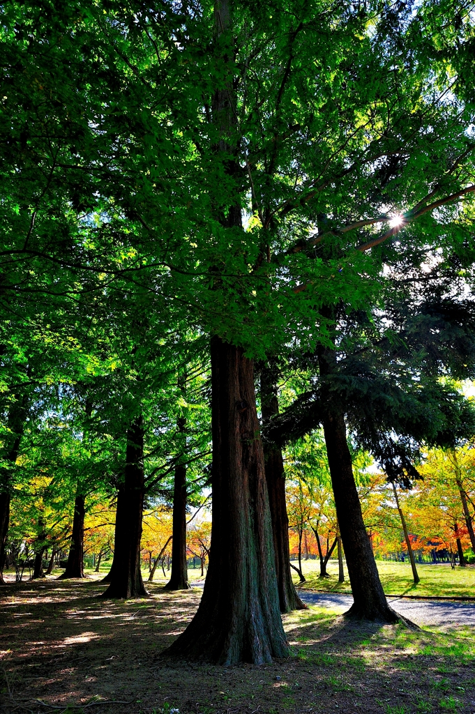 公園の中の秋