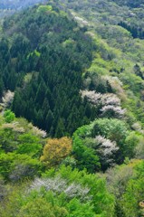 新緑の森Ⅰ