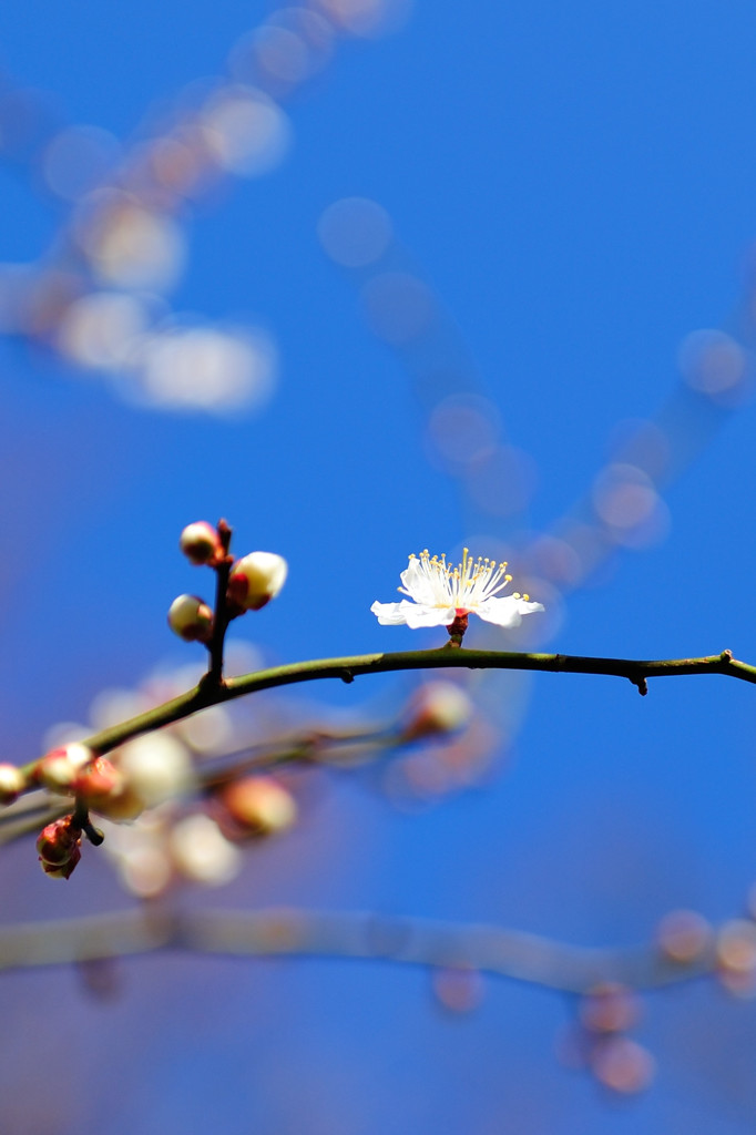 一番咲 開花 梅