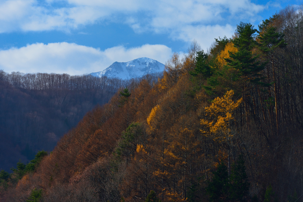 枯紅葉と雪冠