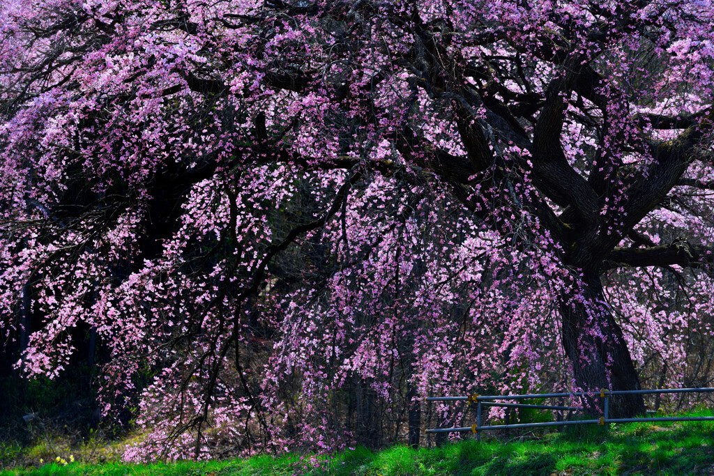 芳水の桜