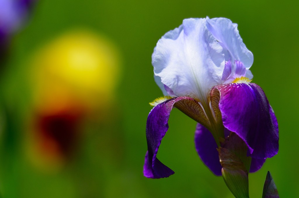 開花