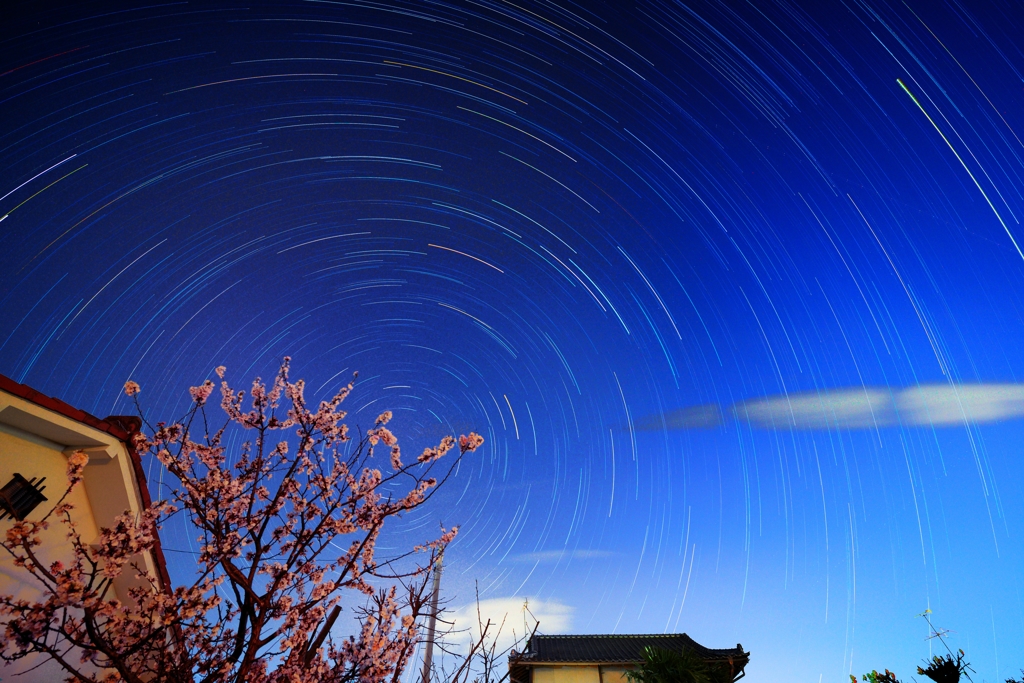 カラフルな我が家の北天