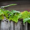 雨に濡れて
