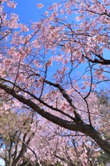 春来たる