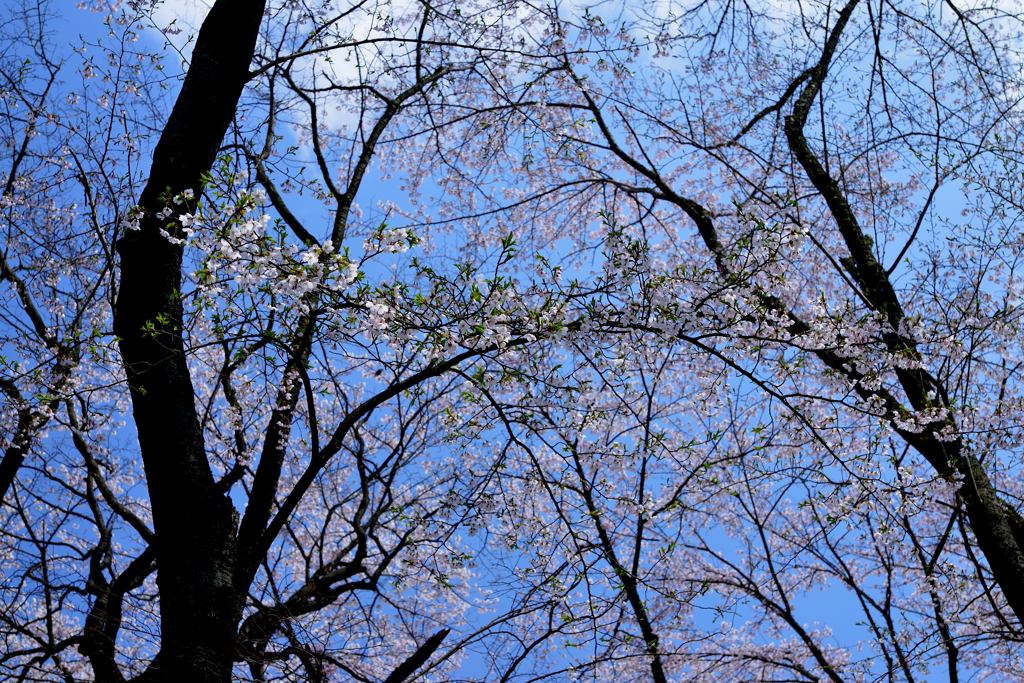 桜1