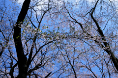 桜1