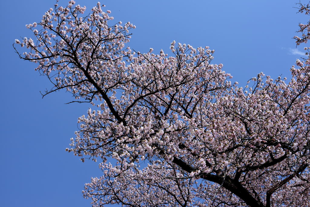 桜4