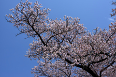 桜4