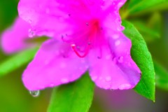 花雫