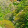 新緑の森Ⅱ