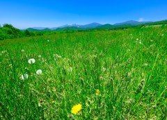 高原の牧草地