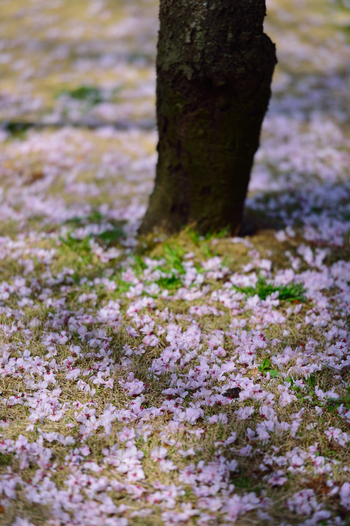 芝生花模様