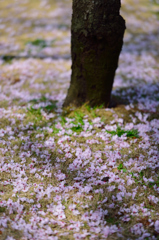 芝生花模様