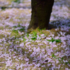 芝生花模様