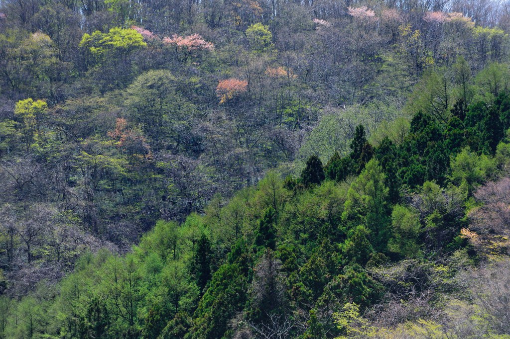 色づく里山