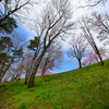 さくらの丘を見上げて