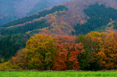 彩り豊かな秋の森