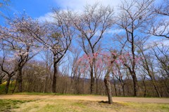 子桜