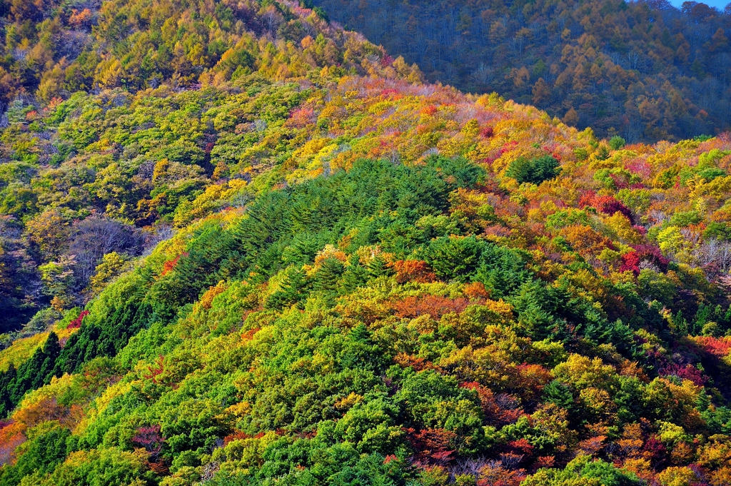 色とりどりの森①