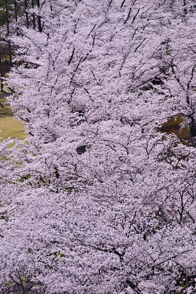 桜満開2021