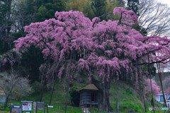 紅枝垂地蔵桜