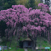 紅枝垂地蔵桜