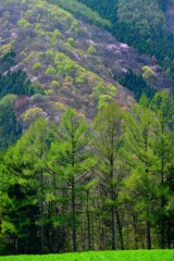 木立と春の斜面