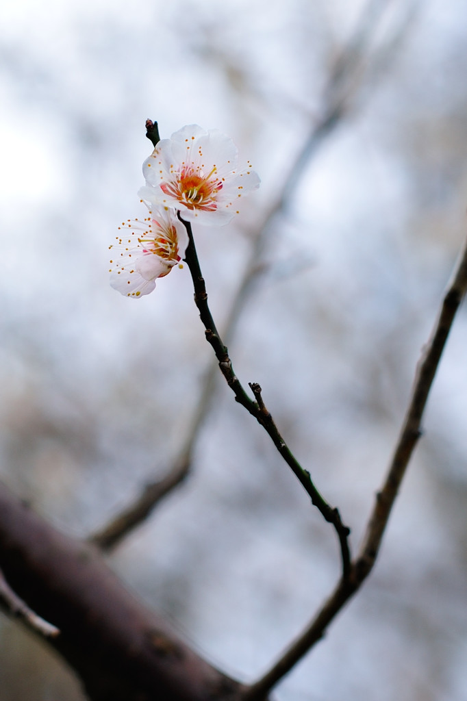 ひっそりと開花