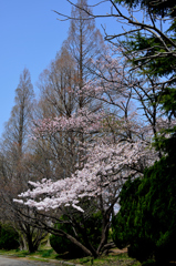桜5