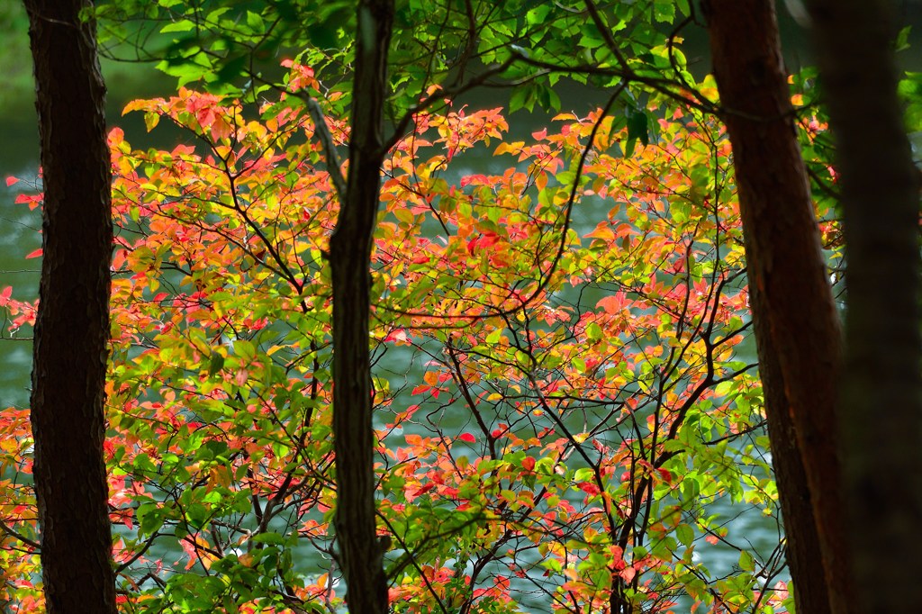 秋めく水辺