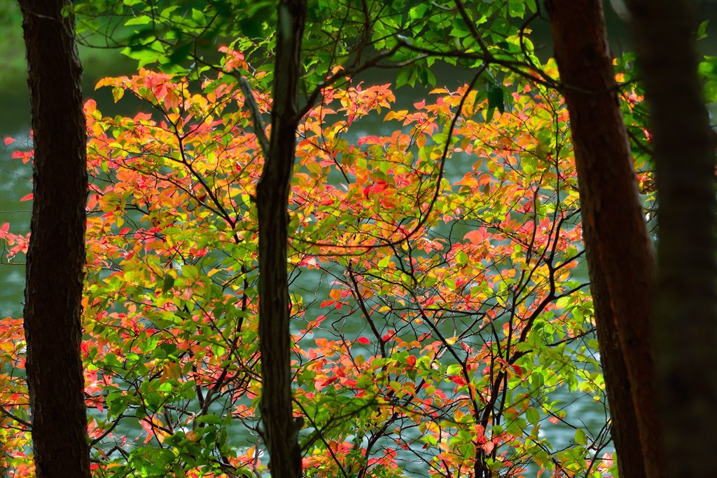 秋めく水辺